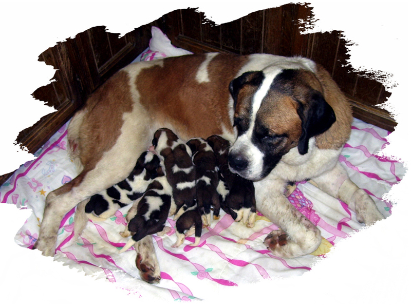 Saint Bernards